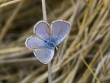 Ceraunus Blue male _MG_0760.jpg