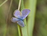 Ceraunus Blue male_MG_0801.jpg