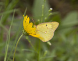 Clouded Sulphur _MG_1751.jpg