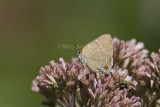  White M  Hairstreak _MG_3769.jpg