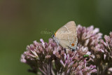 $$ White M  Hairstreak _MG_3768.jpg