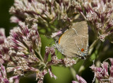 $$ White M  Hairstreak _MG_3946.jpg