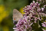 Hairstreak _MG_3980.jpg