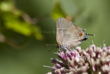 White M  Hairstreak _MG_3816.jpg