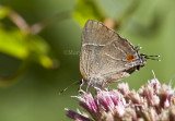 White M  Hairstreak _MG_3817.jpg