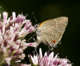 White M  Hairstreak _MG_3875.jpg