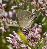 White M  Hairstreak _MG_3938.jpg