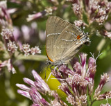 White M  Hairstreak _MG_3939.jpg