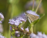 Eufala Skipper _MG_0908.jpg