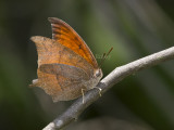 Goatweed Leafwing _MG_0747.jpg