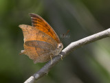 Goatweed Leafwing _MG_0751.jpg