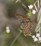 _ Red-bordered Metalmark _MG_0905.jpg