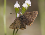 Red-bordered Metalmark _MG_0630.jpg