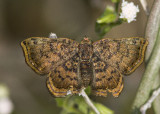 Red-bordered Metalmark _MG_0901.jpg