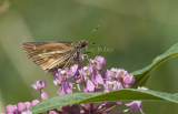 _Broad-winged Skipper _MG_8782.jpg