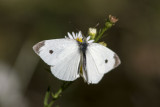 Cabbage White _MKR2185.jpg