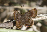 Rounded Metalmark _MG_1662.jpg