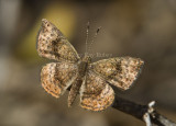 Rounded Metalmark _MG_1970.jpg