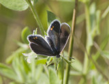 Eastern Tailed-blue female _MG_1280.jpg