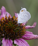 Eastern Tailed-blue _MG_3109.jpg