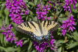 Eastern Tiger Swallowtail _MG_3116.jpg