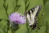 Eastern Tiger Swallowtail _MG_5873.jpg