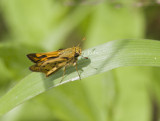 Fiery Skipper _MG_9631.jpg