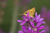 Fiery Skipper _MKR0534.jpg