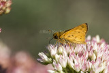 Fiery Skipper _MKR1227.jpg