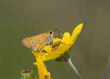 Fiery Skipper _MG_1981.jpg