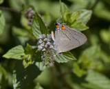 Gray Hairstreak male _MG_4971.jpg