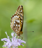 Great Spangled Fritillary _MG_5478.jpg