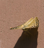 Hackberry Emperor _MG_4310.jpg