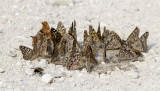 Hackberry Emperors puddling on remnants of a mammal carcass _MG_1805.jpg