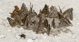 Hackberry Emperors puddling on remnants of a mammal carcass _MG_1809.jpg