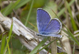 Karner Blue male   MG0062.jpg