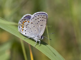 Karner Blue male  MG2513.jpg