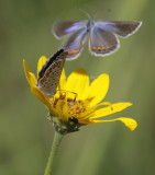 Karner Blue female  MG9377.jpg