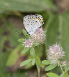 Karner Blue MG9686.jpg