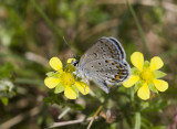 Karner Blue MG9074.jpg