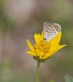 Karner Blue MG1785.jpg