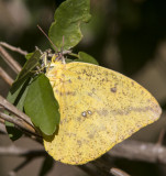 Large Orange Sulphur _MG_1907.jpg