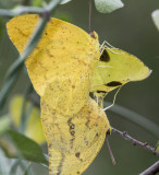 Large Orange Sulphurs mating _MG_0175.jpg