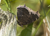 Mourning Cloak _MG_7738.jpg