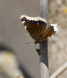 Mourning Cloak _H9G1675.jpg