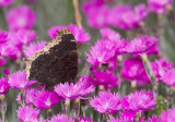 Mourning Cloak _MG_8960.jpg