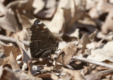 Mourning Cloak _11R0014.jpg