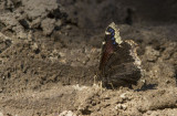 Mourning Cloak _MKR1983.jpg