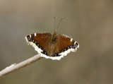 Mourning Cloak _S9S3246.jpg