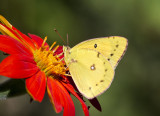 Orange Sulphur _MG_3548.jpg